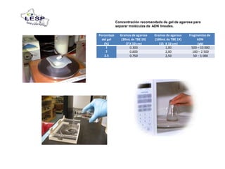 Concentración recomendada de gel de agarosa para
separar moléculas de ADN lineales.
Porcentaje Gramos de agarosa Gramos de agarosa Fragmentos de
del gel (30mL de TBE 1X) (100mL de TBE 1X) ADN
(%) (7 X 10 cm) (15 X 10 cm) (pb)
1
2
2.5
0.300 1,00 500 – 10 000
0.600 2,00 100 – 2 500
0.750 2,50 50 – 1 000
 