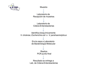 Muestra
Laboratorio de
Recepción de muestras
Laboratorio de
Cólera-Enterobacterias
Identifica bioquímicamente
V. cholerae, Escherichia coli o V. parahaemolyticus
Envía cepa a Laboratorio
de Bacteriología Molecular
Realiza
PCR punto final
Resultado se entrega a
Lab. de Cólera-Enterobacterias
 
