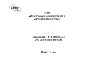 CEPA
Vibrio cholerae, Escherichia coli o
Vibrio parahaemolyticus
Resuspender 1- 3 colonias en
200 µL de agua destilada
Hervir 15 min
 