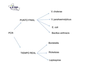 V. cholerae
V. parahaemolyticusPUNTO FINAL
E. coli
PCR Bacillus anthracis
Bordetella
RicketsiasTIEMPO REAL
Leptospiras
 