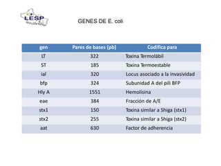 GENES DE E. coli
gen Pares de bases (pb) Codifica para
LT 322 Toxina Termolábil
ST 185 Toxina Termoestable
ial 320 Locus asociado a la invasividad
bfp 324 Subunidad A del pili BFP
Hly A 1551 Hemolisina
eae 384 Fracción de A/E
stx1 150 Toxina similar a Shiga (stx1)
stx2 255 Toxina similar a Shiga (stx2)
aat 630 Factor de adherencia
 