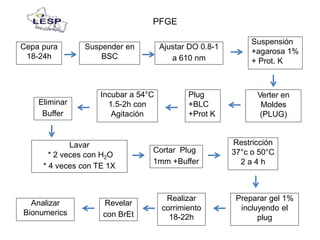PFGE
a 610 nm
Buffer
1mm +Buffer
* 4 veces con TE 1X
con BrEt
RevelarAnalizar
Bionumerics
Preparar gel 1%
incluyendo el
plug
Realizar
corrimiento
18-22h
Cortar Plug
Lavar
* 2 veces con H2O
Restricción
37°c o 50°C
2 a 4 h
Eliminar
Verter en
Moldes
(PLUG)
Plug
+BLC
+Prot K
Incubar a 54°C
1.5-2h con
Agitación
Ajustar DO 0.8-1Suspender en
BSC
Cepa pura
18-24h
Suspensión
+agarosa 1%
+ Prot. K
 
