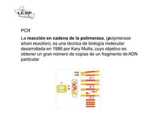 PCR
La reacción en cadena de la polimerasa, (polymerase
chain reaction), es una técnica de biología molecular
desarrollada en 1986 por Kary Mullis, cuyo objetivo es
obtener un gran número de copias de un fragmento de ADN
particular
 