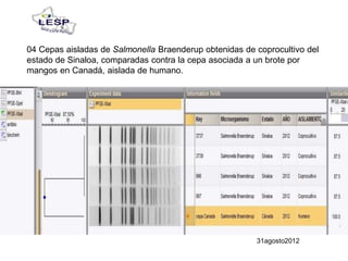 04 Cepas aisladas de Salmonella Braenderup obtenidas de coprocultivo del
estado de Sinaloa, comparadas contra la cepa asociada a un brote por
mangos en Canadá, aislada de humano.
31agosto2012
 