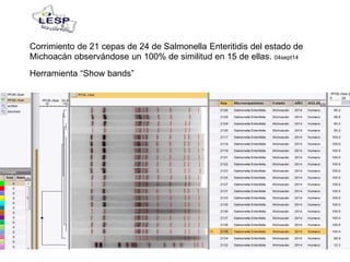 Corrimiento de 21 cepas de 24 de Salmonella Enteritidis del estado de
Michoacán observándose un 100% de similitud en 15 de ellas. 04sept14
Herramienta “Show bands”
 