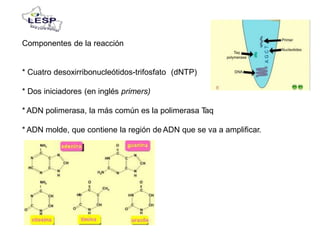 Componentes de la reacción
* Cuatro desoxirribonucleótidos-trifosfato (dNTP)
* Dos iniciadores (en inglés primers)
* ADN polimerasa, la más común es la polimerasa Taq
* ADN molde, que contiene la región de ADN que se va a amplificar.
 