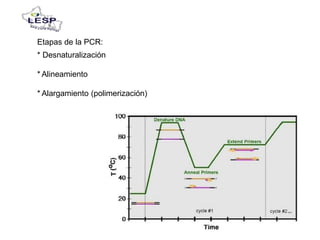 Etapas de la PCR:
* Desnaturalización
* Alineamiento
* Alargamiento (polimerización)
 