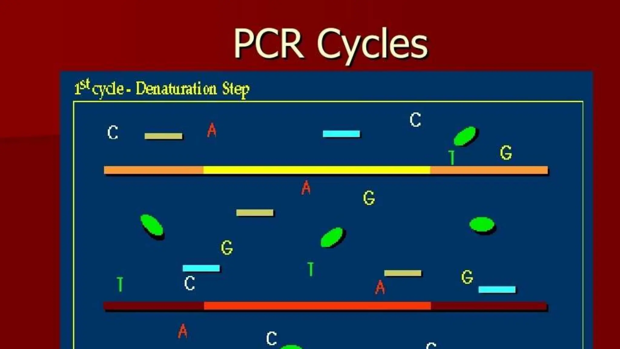 Pcr Slideshow pcr final lecture.pptx | Chemistry | Science