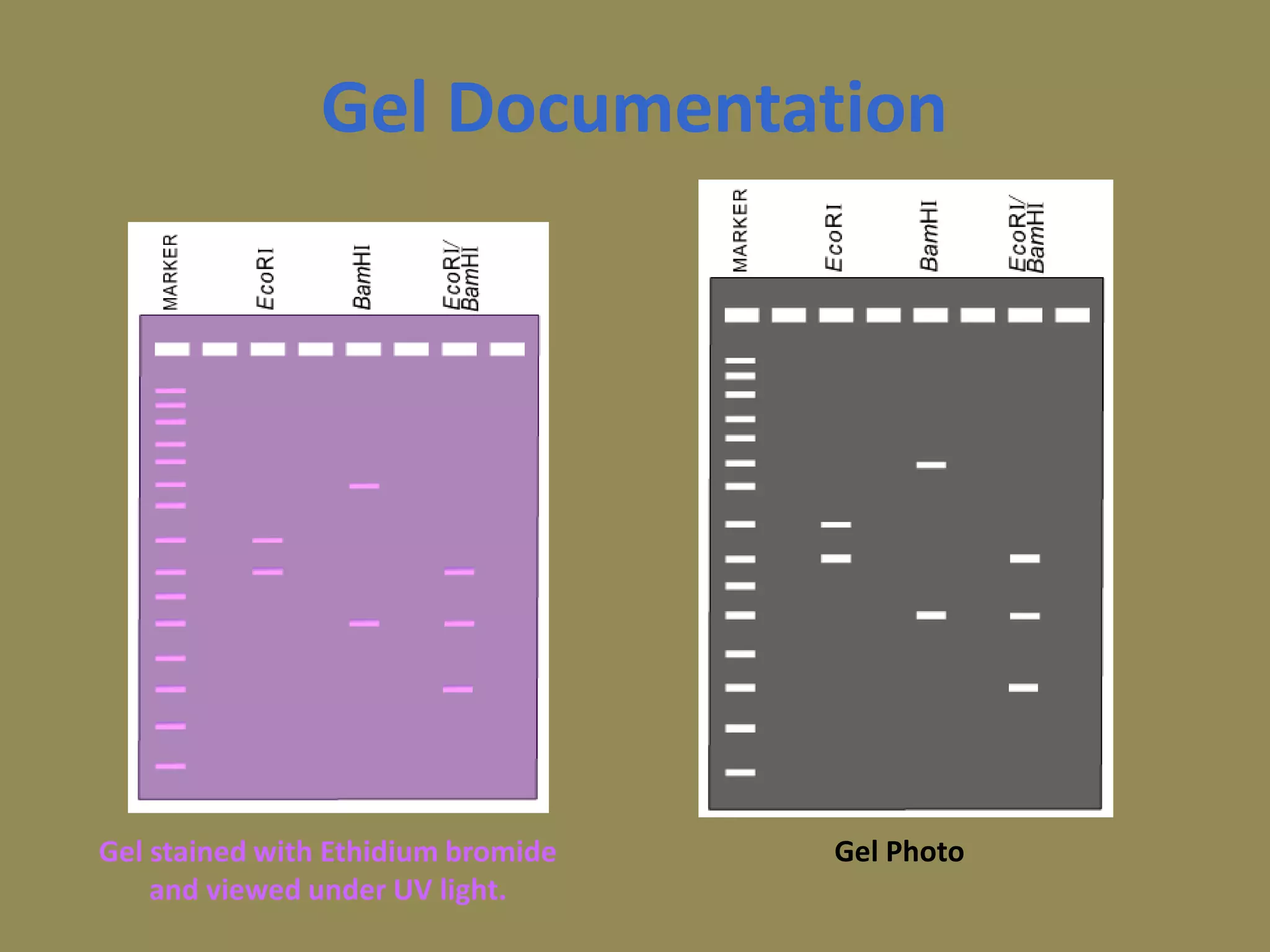 Gel Documentation
Gel stained with Ethidium bromide
and viewed under UV light.
Gel Photo
 