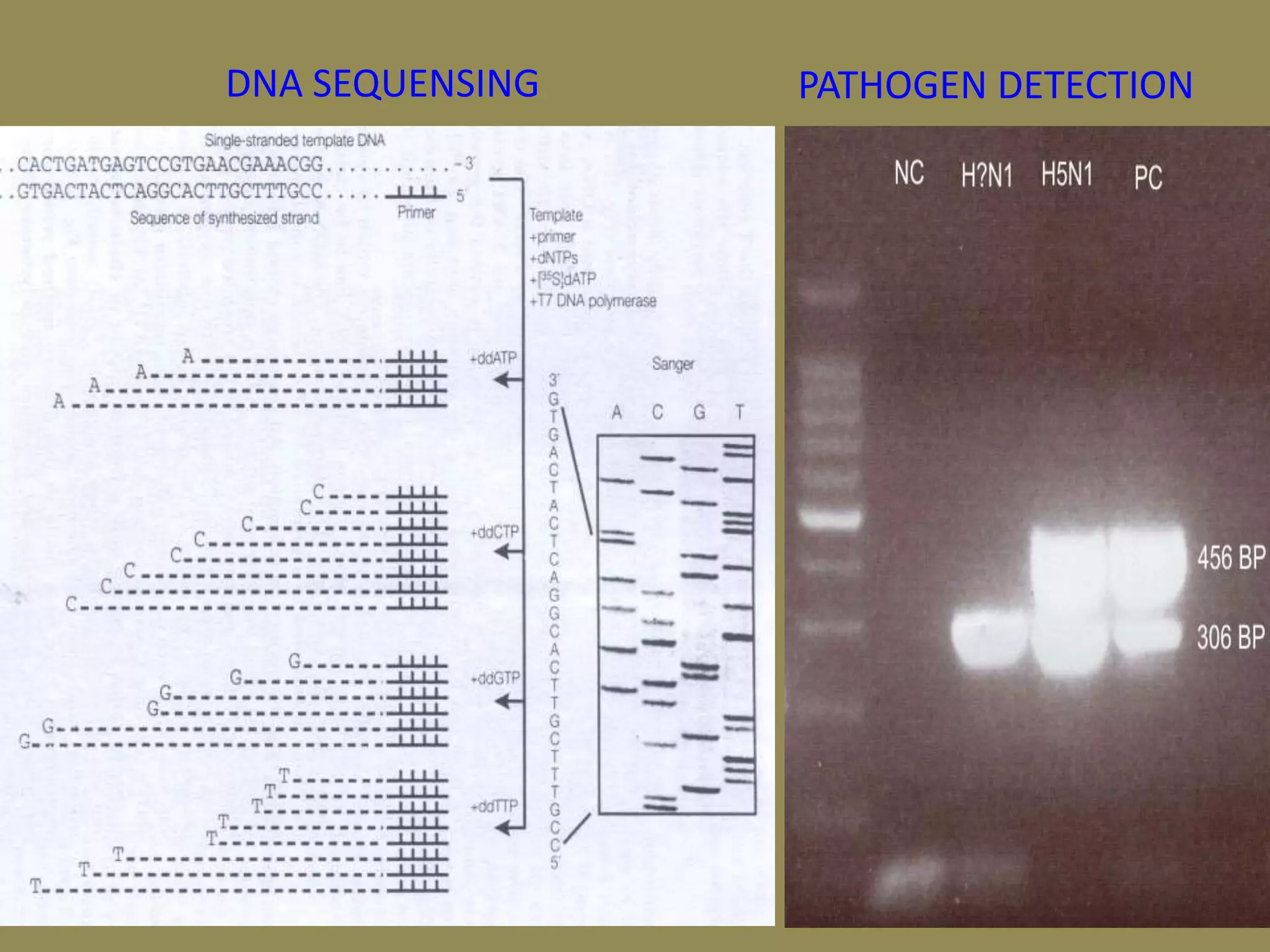 DNA SEQUENSING PATHOGEN DETECTION
 