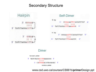 Secondary Structure 
www.csd.uwo.ca/courses/CS661b/primerDesign.ppt 
 