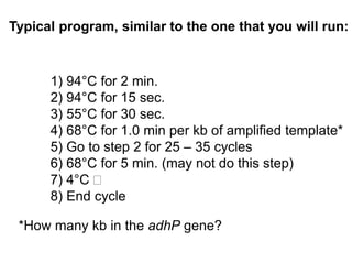 Typical program, similar to the one that you will run: 
1) 94°C for 2 min. 
2) 94°C for 15 sec. 
3) 55°C for 30 sec. 
4) 68°C for 1.0 min per kb of amplified template* 
5) Go to step 2 for 25 – 35 cycles 
6) 68°C for 5 min. (may not do this step) 
7) 4°C  
8) End cycle 
*How many kb in the adhP gene? 
 