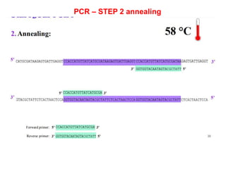 Pcr Slideshow PCR LECTURE.ppt