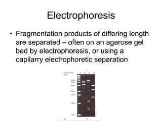 Electrophoresis
• Fragmentation products of differing length
are separated – often on an agarose gel
bed by electrophoresis, or using a
capilarry electrophoretic separation
 