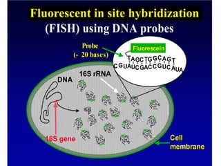 16S gene
16S rRNA
Cell
Cell
membrane
membrane
DNA
16S gene
*
*
*
*
*
*
*
*
*
* *
* *
*
* * *
Fluorescentin situhybridisation
(FISH) using DNA probes
TAGCTGGCAGT
AUCGACCGUCA
CGU
Fluorescein
A
U
Probe
Probe
(
(-
- 20 bases)
20 bases)
Fluorescent in site hybridization
 