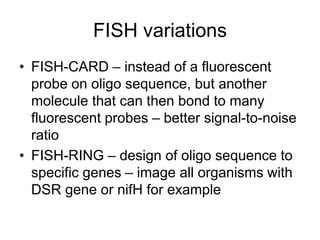 FISH variations
• FISH-CARD – instead of a fluorescent
probe on oligo sequence, but another
molecule that can then bond to many
fluorescent probes – better signal-to-noise
ratio
• FISH-RING – design of oligo sequence to
specific genes – image all organisms with
DSR gene or nifH for example
 