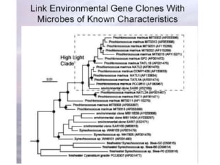 Polymerase Chain Reaction (PCR) Lecture3.ppt
