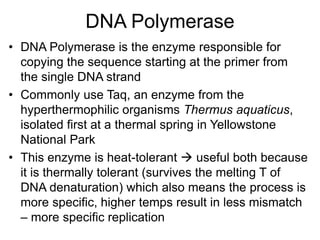 DNA Polymerase
• DNA Polymerase is the enzyme responsible for
copying the sequence starting at the primer from
the single DNA strand
• Commonly use Taq, an enzyme from the
hyperthermophilic organisms Thermus aquaticus,
isolated first at a thermal spring in Yellowstone
National Park
• This enzyme is heat-tolerant  useful both because
it is thermally tolerant (survives the melting T of
DNA denaturation) which also means the process is
more specific, higher temps result in less mismatch
– more specific replication
 