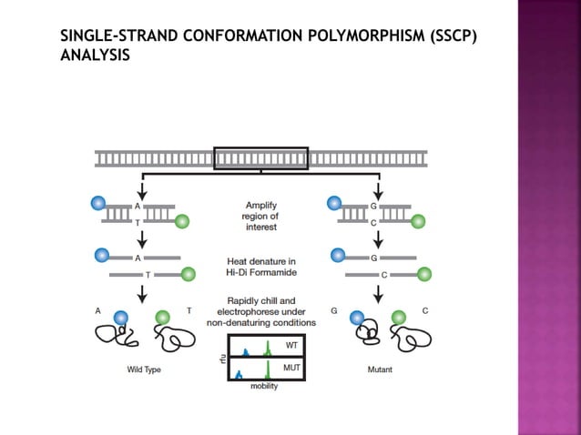 Pcr molecular diagnosis | PPTX