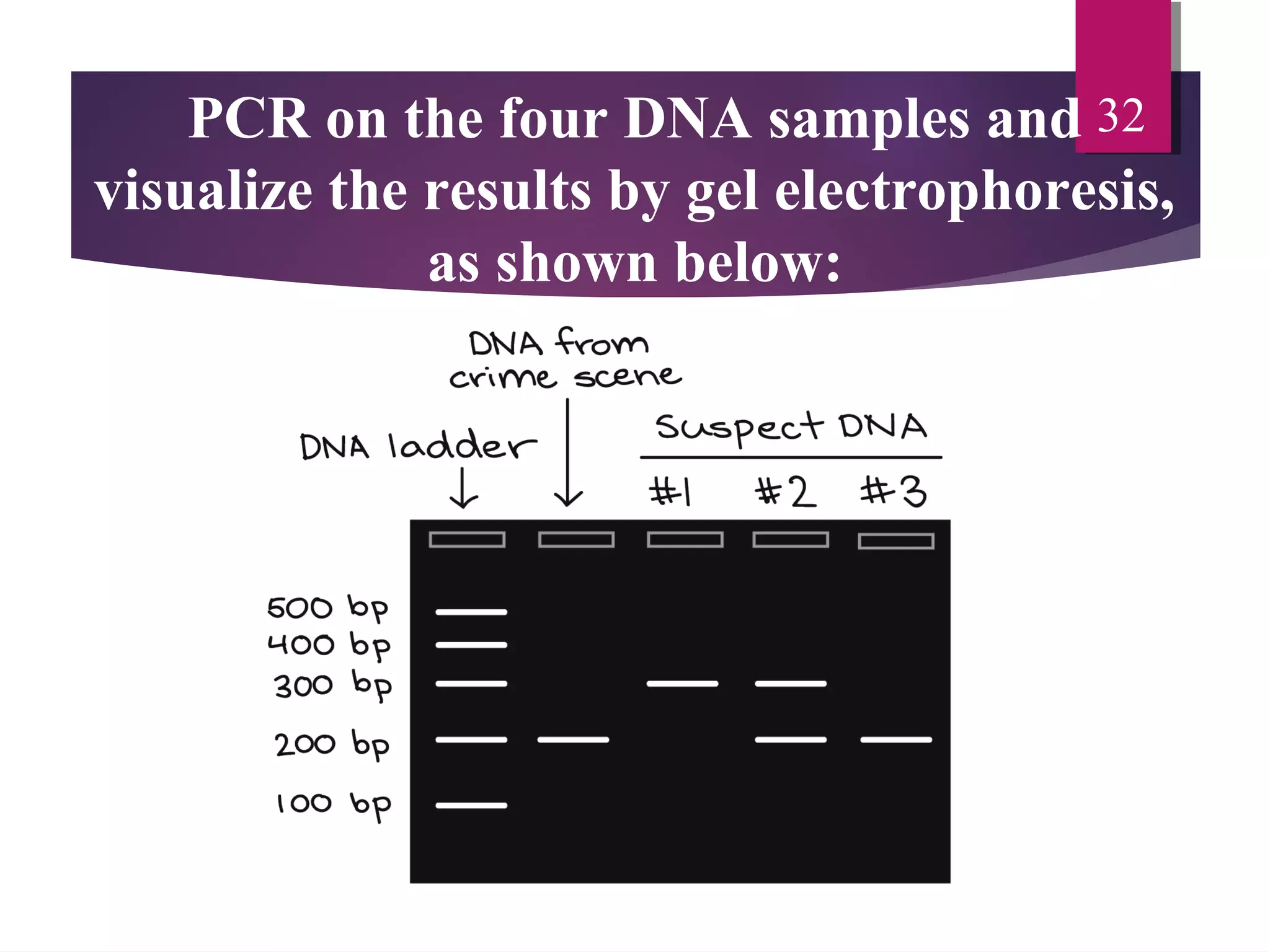 PCR on the four DNA samples and
visualize the results by gel electrophoresis,
as shown below:
32
 
