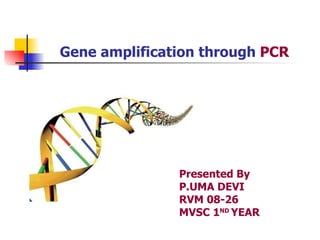 Gene amplification through  PCR Presented By P.UMA DEVI RVM 08-26 MVSC 1 ND  YEAR 