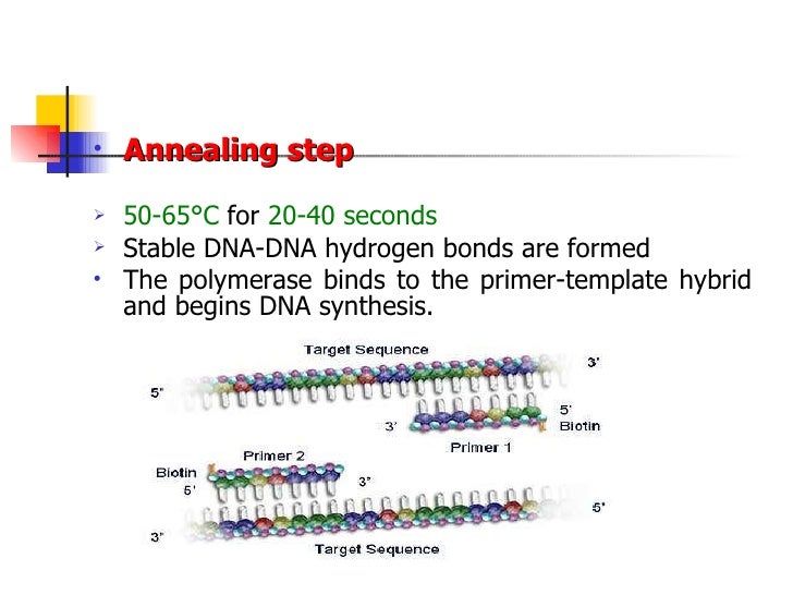 Pcr