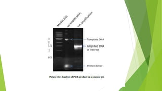 Pcr Slideshow pcr ppt.pptx