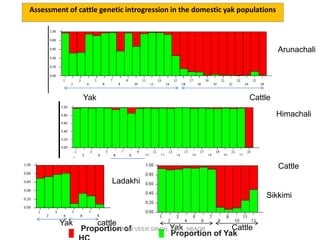 Proportion of
Proportion of Yak
Arunachali
Himachali
Yak Cattle
Yak Cattle
Ladakhi
Yak cattle
Sikkimi
Yak Cattle
KARAN VEER SINGH, ICAR- NBAGR
Assessment of cattle genetic introgression in the domestic yak populations
 