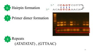 Hairpin formation
Primer dimer formation
Repeats
(ATATATAT) , (GTTAAC)
14
6
7
 
