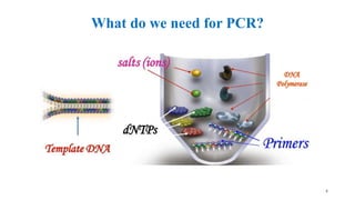 What do we need for PCR?
4
 