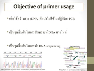 PCR primer design | PDF