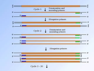 Project Pcr pcr_project_class12 (1)_biology,zoology.pdf