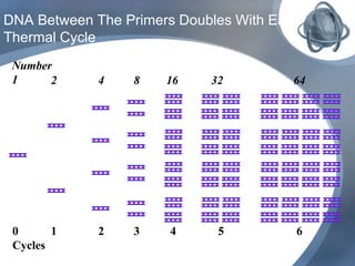 DNA Between The Primers Doubles With Each
Thermal Cycle
0
Cycles
Number
1
3
8
2
4
1
2
4
16
5
32
6
64
 