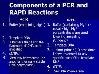 Components of a PCR and
RAPD Reactions
RAPD
1. Buffer (containing Mg++) -
usually high Mg++
concentrations are used
lowering annealing
stringency
2. Template DNA
3. 1 short primer (10 bases)not
known to anneal to any
specific part of the template
DNA
4. dNTPs
5. Taq DNA Polymerase
PCR
1. Buffer (containing Mg++)
2. Template DNA
3. 2 Primers that flank the
fragment of DNA to be
amplified
4. dNTPs
5. Taq DNA Polymerase (or
another thermally stable
DNA polymerase)
 