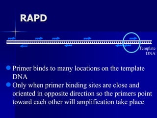 RAPD
Template
DNA
 Primer binds to many locations on the template
DNA
 Only when primer binding sites are close and
oriented in opposite direction so the primers point
toward each other will amplification take place
 