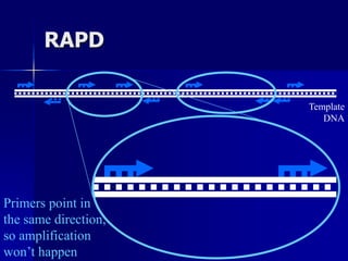 RAPD
Template
DNA
Primers point in
the same direction,
so amplification
won’t happen
 