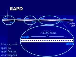 RAPD
Template
DNA
Primers too far
apart, so
amplification
won’t happen
> 2,000 bases
 