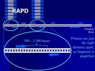 Template
DNA
Primers are just
the right
distance apart,
so fragment is
amplified
100 - 1,500 bases
RAPD
 