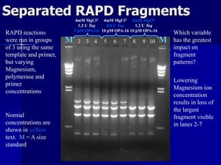 MM 2 3 4 5 6 7 8 9 10
Separated RAPD Fragments4mM MgCl2
1.2 U Taq
5 pM OPA-16
4mM MgCl2
0.6 U Taq
10 pM OPA-16
2mM MgCl2
1.2 U Taq
10 pM OPA-16
Normal
concentrations are
shown in yellow
text. M = A size
standard
Lowering
Magnesium ion
concentration
results in loss of
the largest
fragment visible
in lanes 2-7
RAPD reactions
were run in groups
of 3 using the same
template and primer,
but varying
Magnesium,
polymerase and
primer
concentrations
Which variable
has the greatest
impact on
fragment
patterns?
 