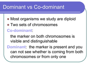 Dominant vs Co-dominant
 Most organisms we study are diploid
 Two sets of chromosomes
Co-dominant:
the marker on both chromosomes is
visible and distinguishable
Dominant: the marker is present and you
can not see whether is coming from both
chromosomes or from only one
 