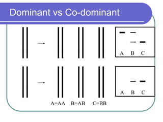 B=AB C=BB
B CA
B C
A=AA
A
Dominant vs Co-dominant
 