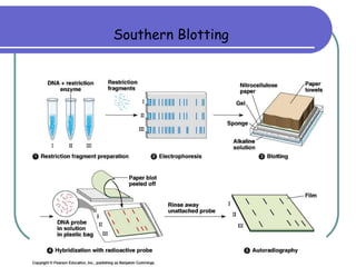 Southern Blotting
 