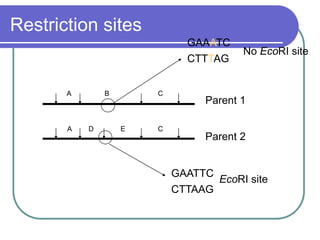 Restriction sites
B C
A D E C
A
Parent 2
Parent 1
GAATTC
CTTAAG
GAAATC
CTTTAG
No EcoRI site
EcoRI site
 