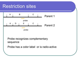 Restriction sites
B C
A D E C
A
Parent 2
Parent 1
probe
Probe recognizes complementary
sequence
Probe has a color label or is radio-active
probe
 