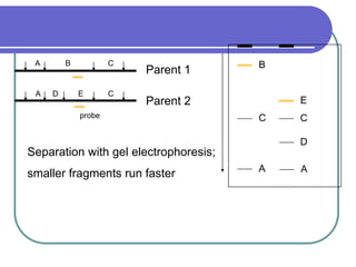 A
C C
A
D
E
B C
A D E C
A
Parent 2
Parent 1
probe
Separation with gel electrophoresis;
smaller fragments run faster
B
 