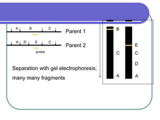 A
C C
A
D
E
B C
A D E C
A
Parent 2
Parent 1
probe
Separation with gel electrophoresis;
many many fragments
B
 
