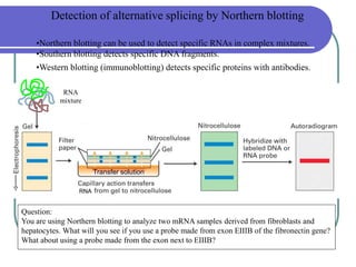 Question:
You are using Northern blotting to analyze two mRNA samples derived from fibroblasts and
hepatocytes. What will you see if you use a probe made from exon EIIIB of the fibronectin gene?
What about using a probe made from the exon next to EIIIB?
Detection of alternative splicing by Northern blotting
•Northern blotting can be used to detect specific RNAs in complex mixtures.
•Southern blotting detects specific DNA fragments.
•Western blotting (immunoblotting) detects specific proteins with antibodies.
RNA
RNA
mixture
Transfer solution
 