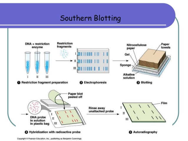 northern blot vs southern blot northern blot vs southern blot