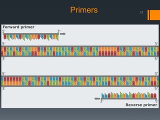 12Primers
 