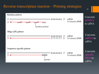 25
Reverse transcriptase reaction – Priming strategies
Converts
all RNA
to cdNA
Converts
mRNA to
cdNA
Converts
specific
RNA to
cdNA
 
